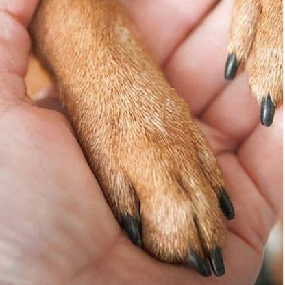 🐾 Gyengédebb kisállat körömápolási eszközök ✂️💖